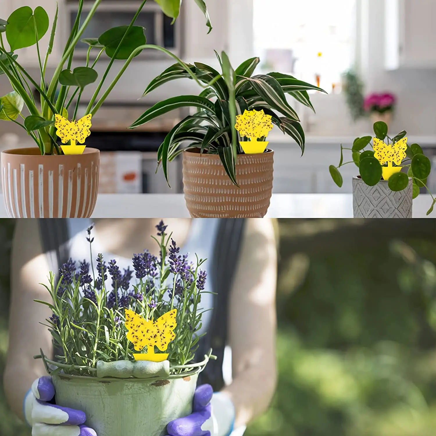 12 Pack Sticky Fruit Fly Fungus Gnat Traps Killer for Indoor and Outdoor Protect The Plant, Non-Toxic and Odorless