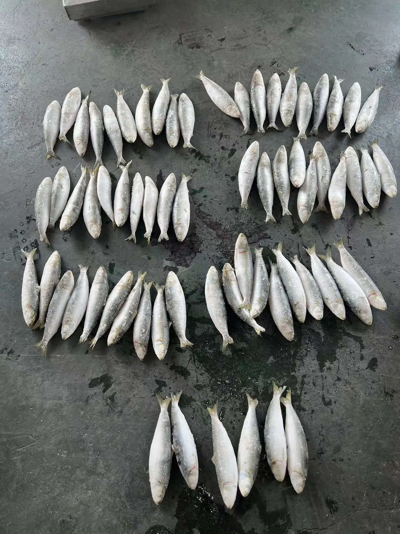 New Landing Good Quality Wholesale Frozen Sardine