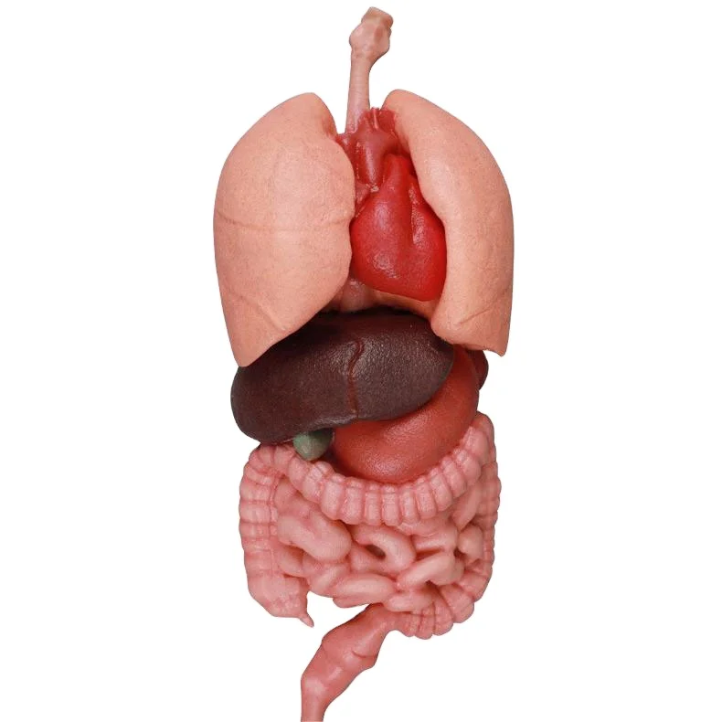 Soft Silicone Human Internal Organs Model Digestive System Anatomical Model
