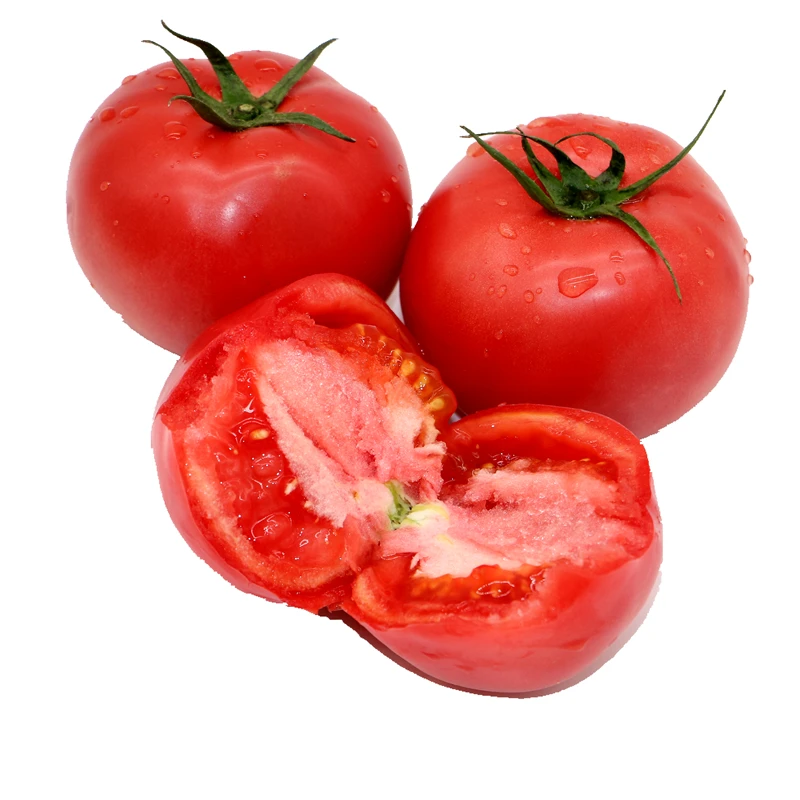 Wholesale Suppliers New Fresh Sweet tomatoes 100% Natural Cheap Price Sweet red tomatoes