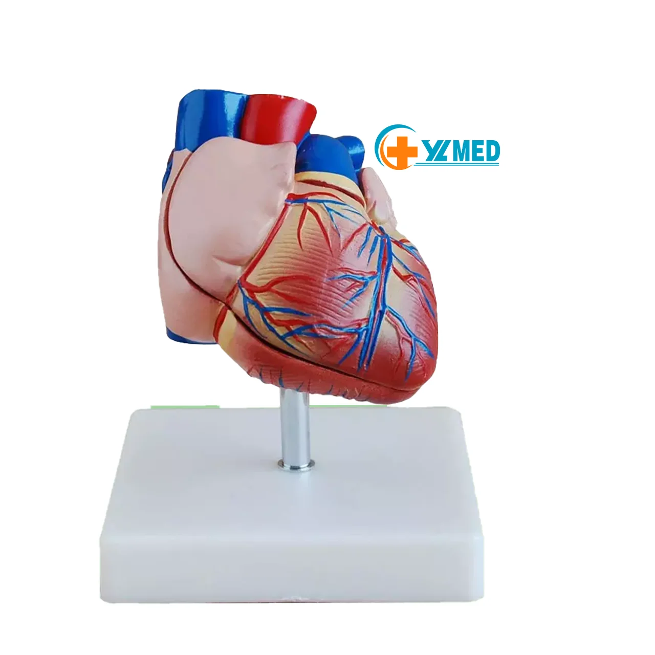 Анатомическая модель человеческого сердца в натуральную величину, 2 части для обучения, медицинская медицина, анатомические образовательные модели сердца для обучения
