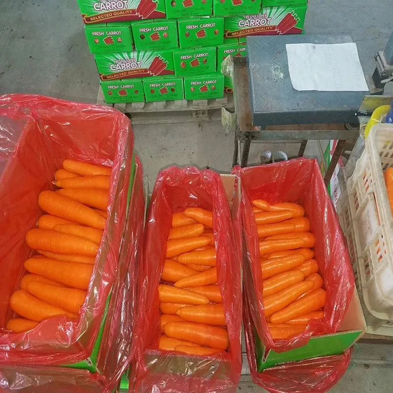 Promotional Quality China Organic Fresh Carrots For Exporting To Europe Market