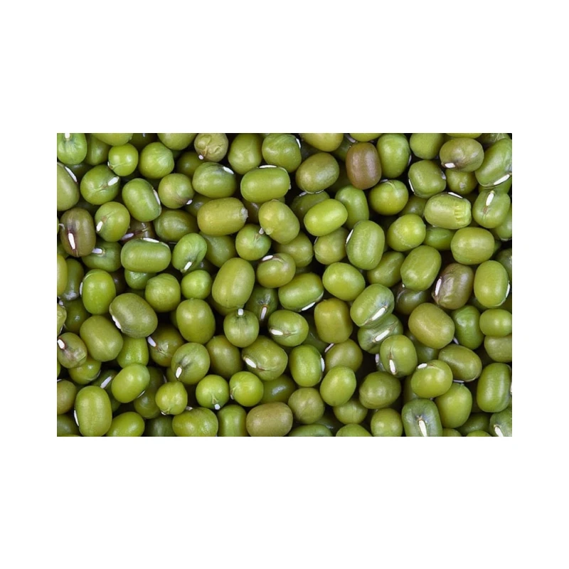 Hot Selling Products Green Mung Bean OEM High Protein Mung Bean Wholesale Natural Bulk Dried Mung Beans of Low Price