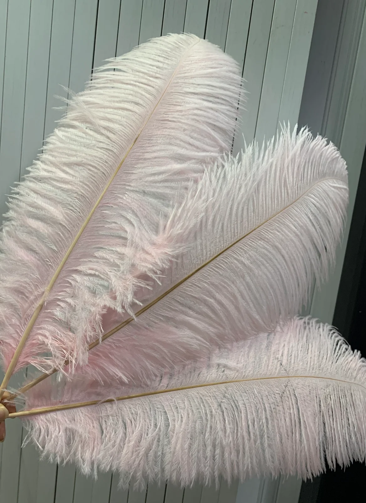 Top Sale 65-70cm Pink Ostrich Feather From South Africa For Carnival Festival