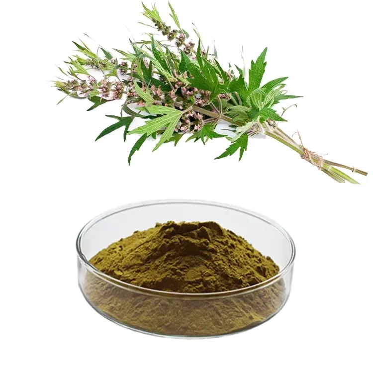 Wholesale supply motherwort herb extract/motherwort herb p.e 20:1