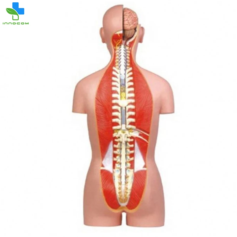 17 parts 85cm Sexless Torso medical education use Sexless Torso human body anatomy model