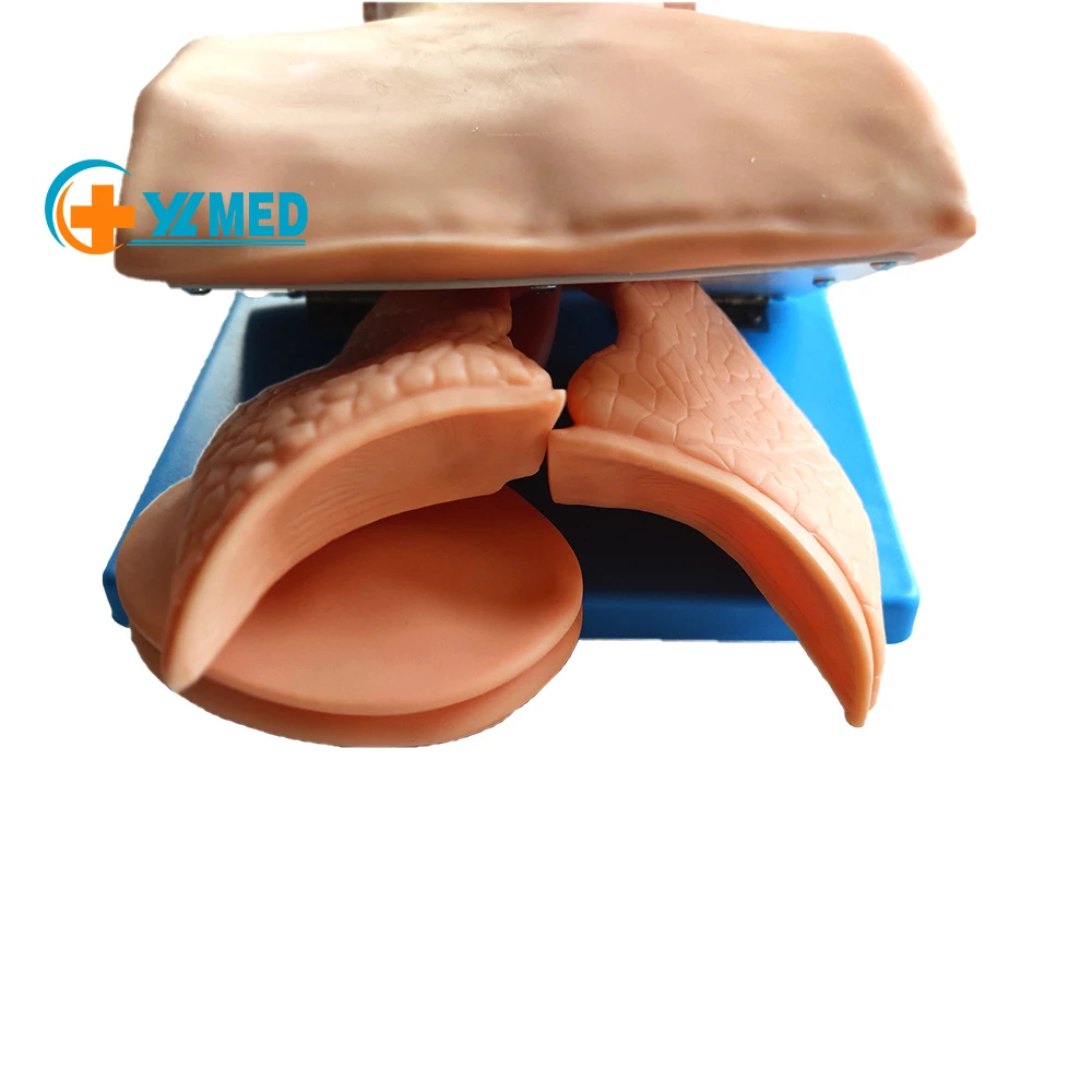 The anatomical model was used to train the tracheal intubation model in the tracheal intubation training simulator laboratory