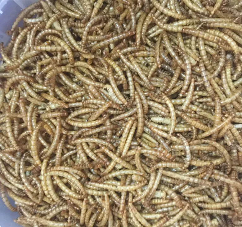 Fully Stocked Wholesale Fish Bird Snack Food Microwave Dried Mealworms