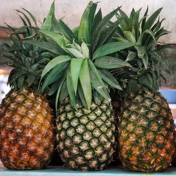 Fresh Pineapple with reasonable price from United