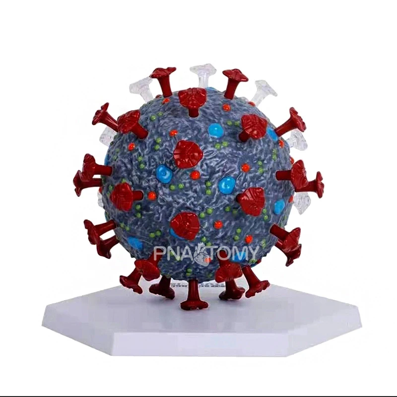 Virus model educational equipment virus anatomical model medical teaching tool detachable bacteria corona Medical Sciences