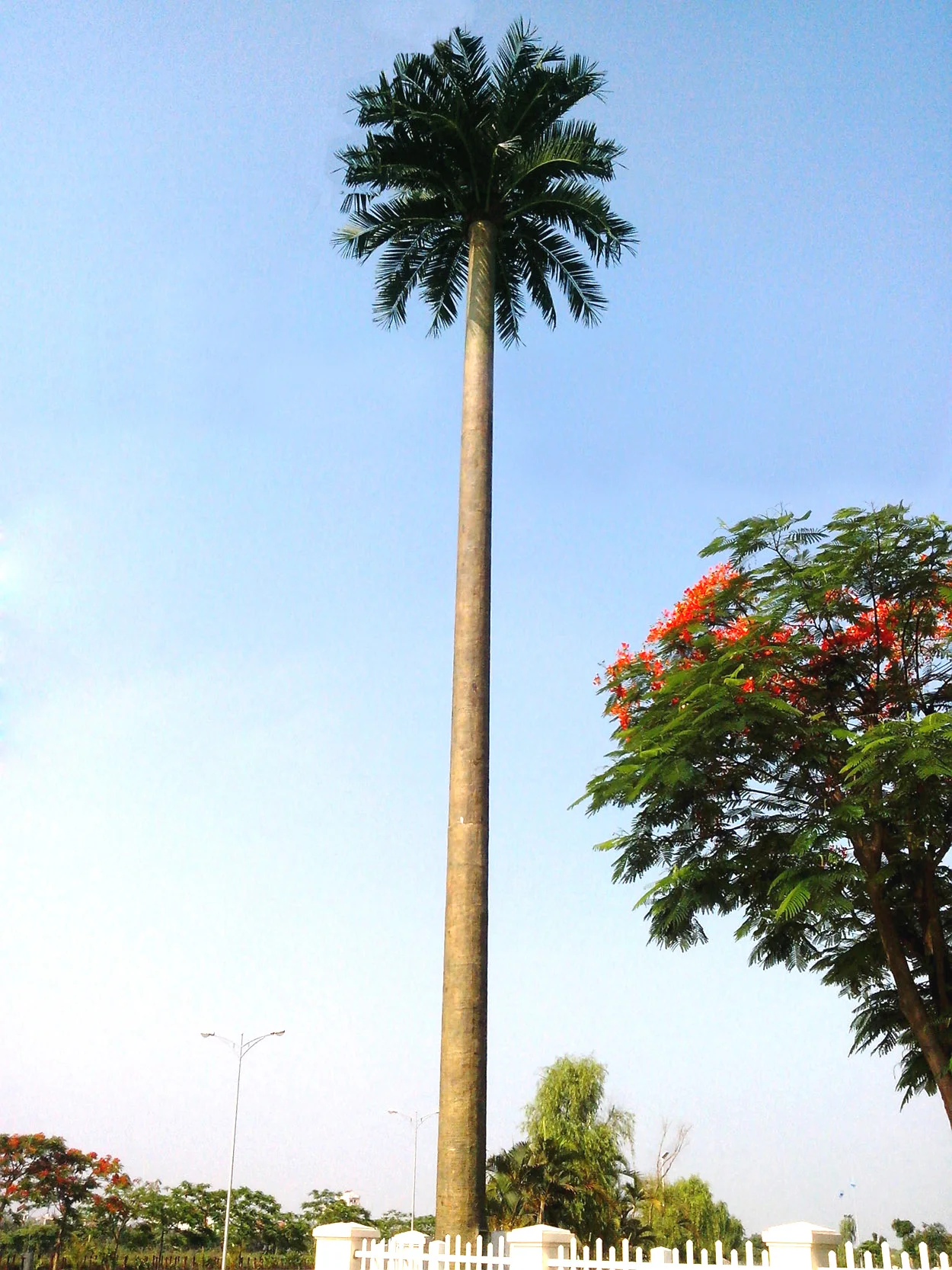 30m palm tree tower.jpg
