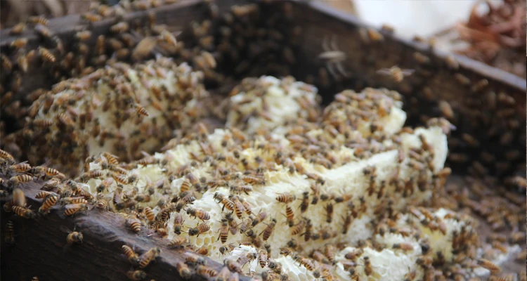 Hot Sale Pure Natural Mature polyflora Honey