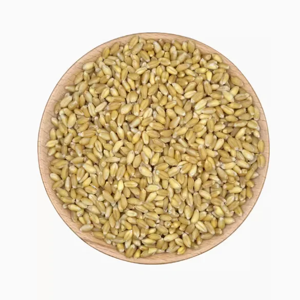 High Quality Wheat With a lot of useful elements  Wheat Grain