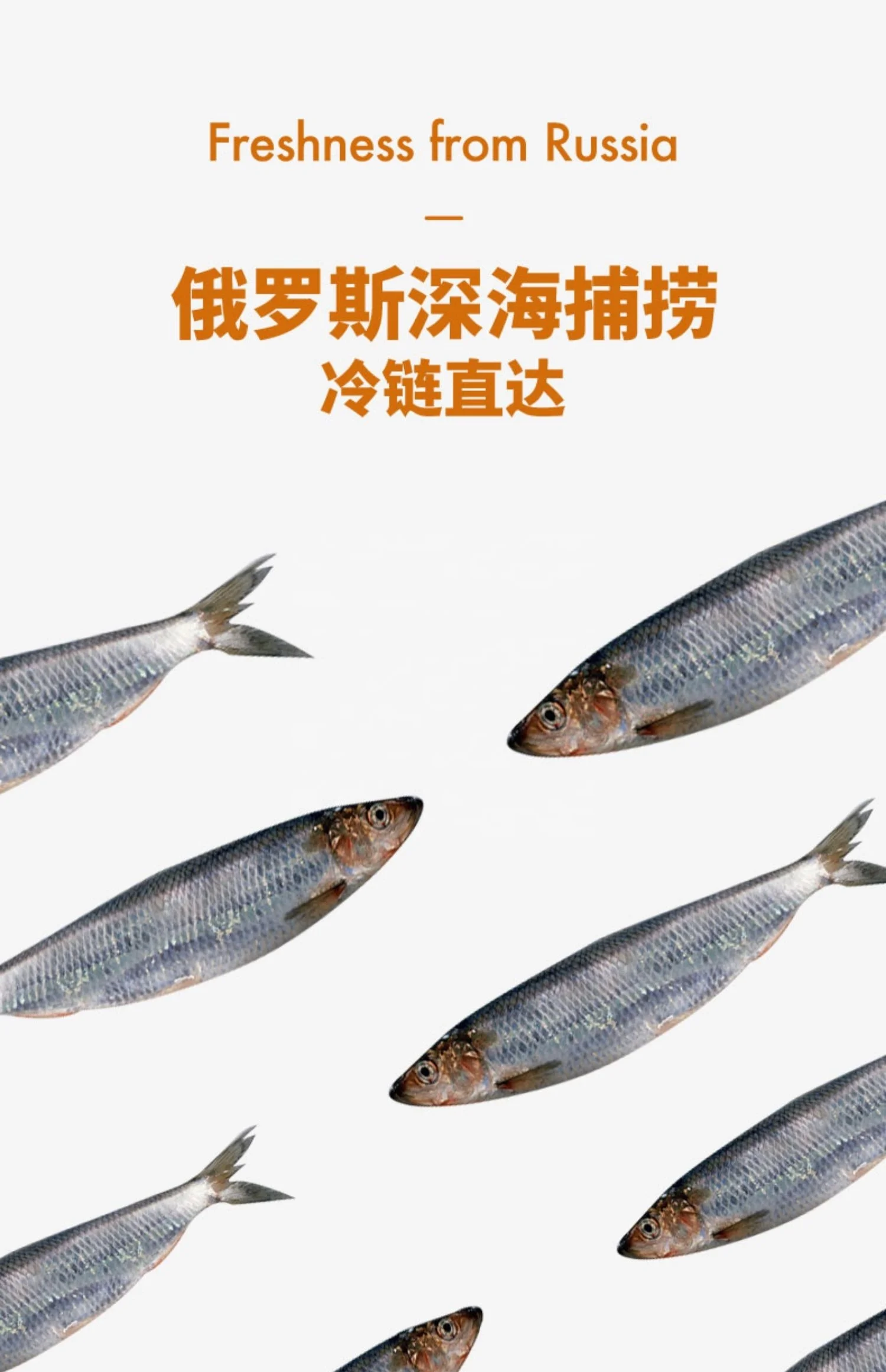 freeze dried herring fish pet treats for dogs and cats pet food OEM shandong pet food factory
