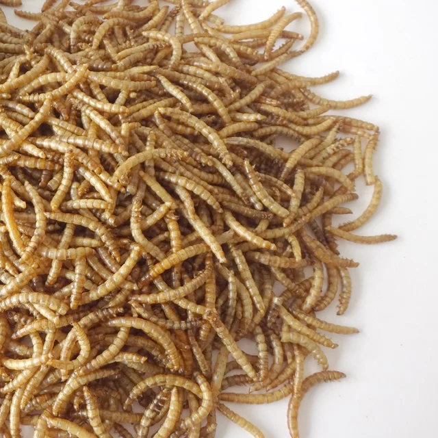 
High Quality and Eco Friendly Parrot Food Bird Food Poultry Food 100% Natural Dried Live Mealworms 