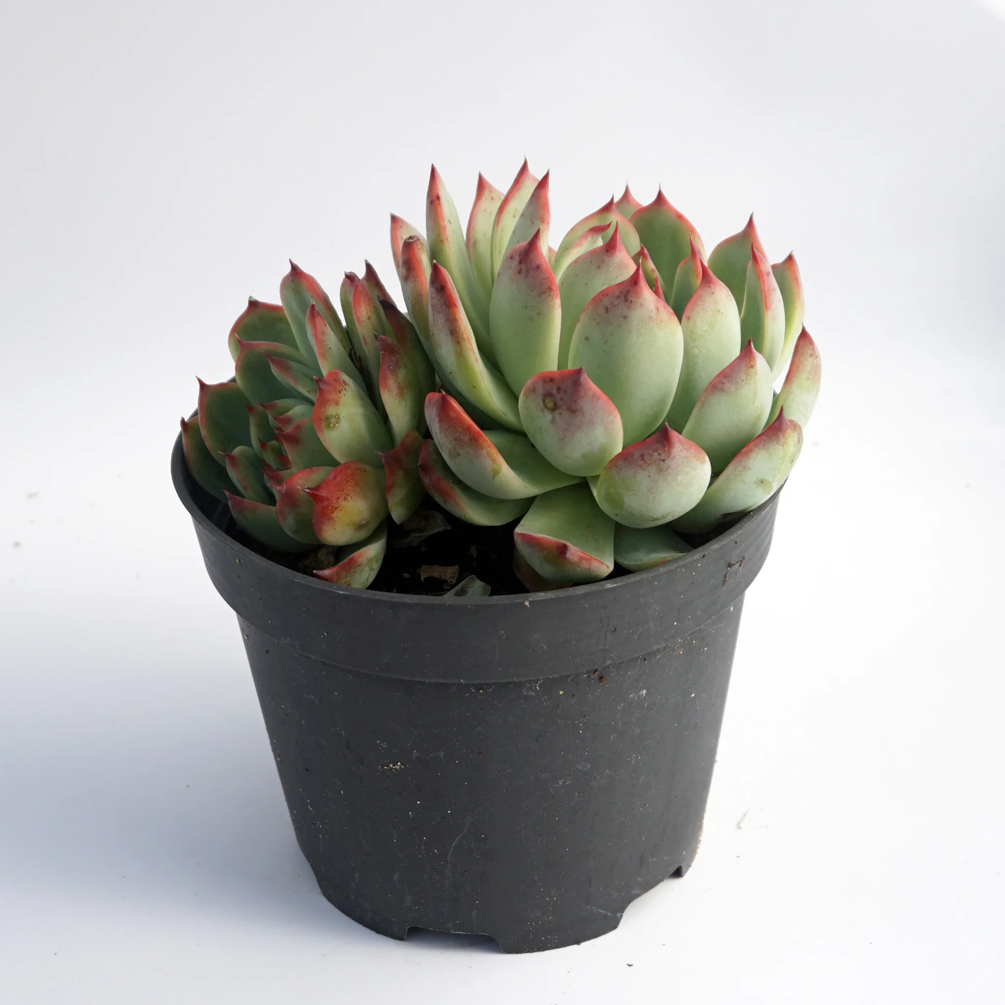 china live plantsFactory direct supply of suculentas natural wholesale succulent plant