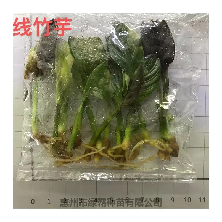 
New arrival Indoor space natural plant tissue culture Calathea plant seedling 