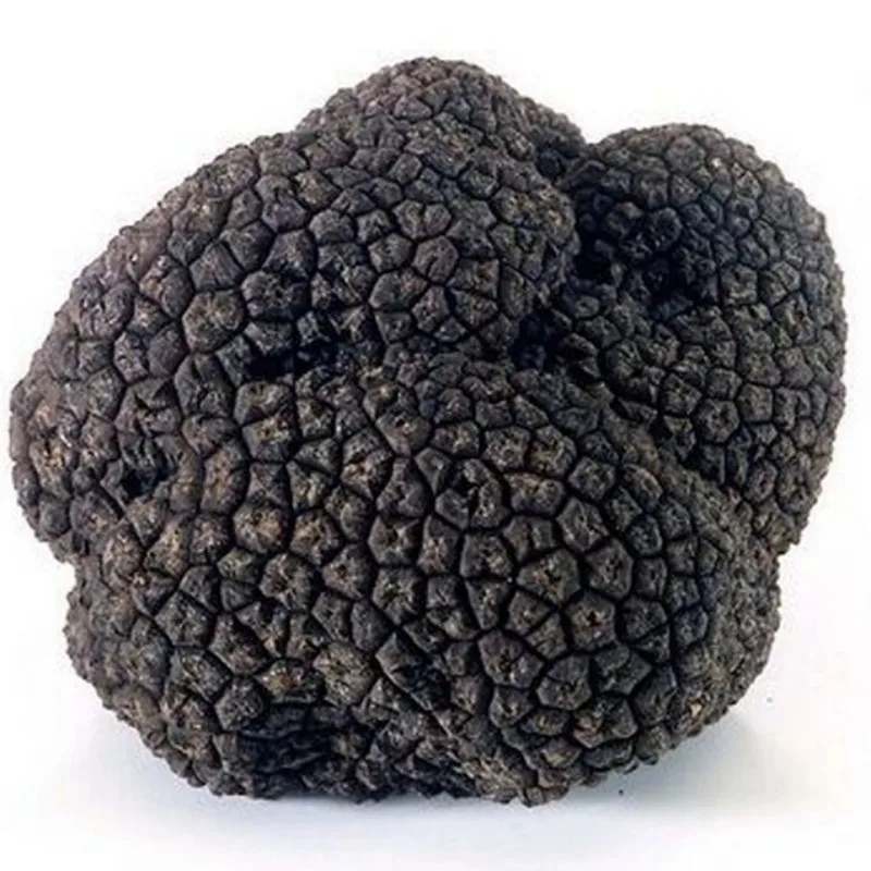 High quality pure natural black truffle extract black pine dew powder