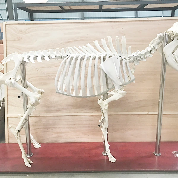 New Size Cow Skeleton Model for Science