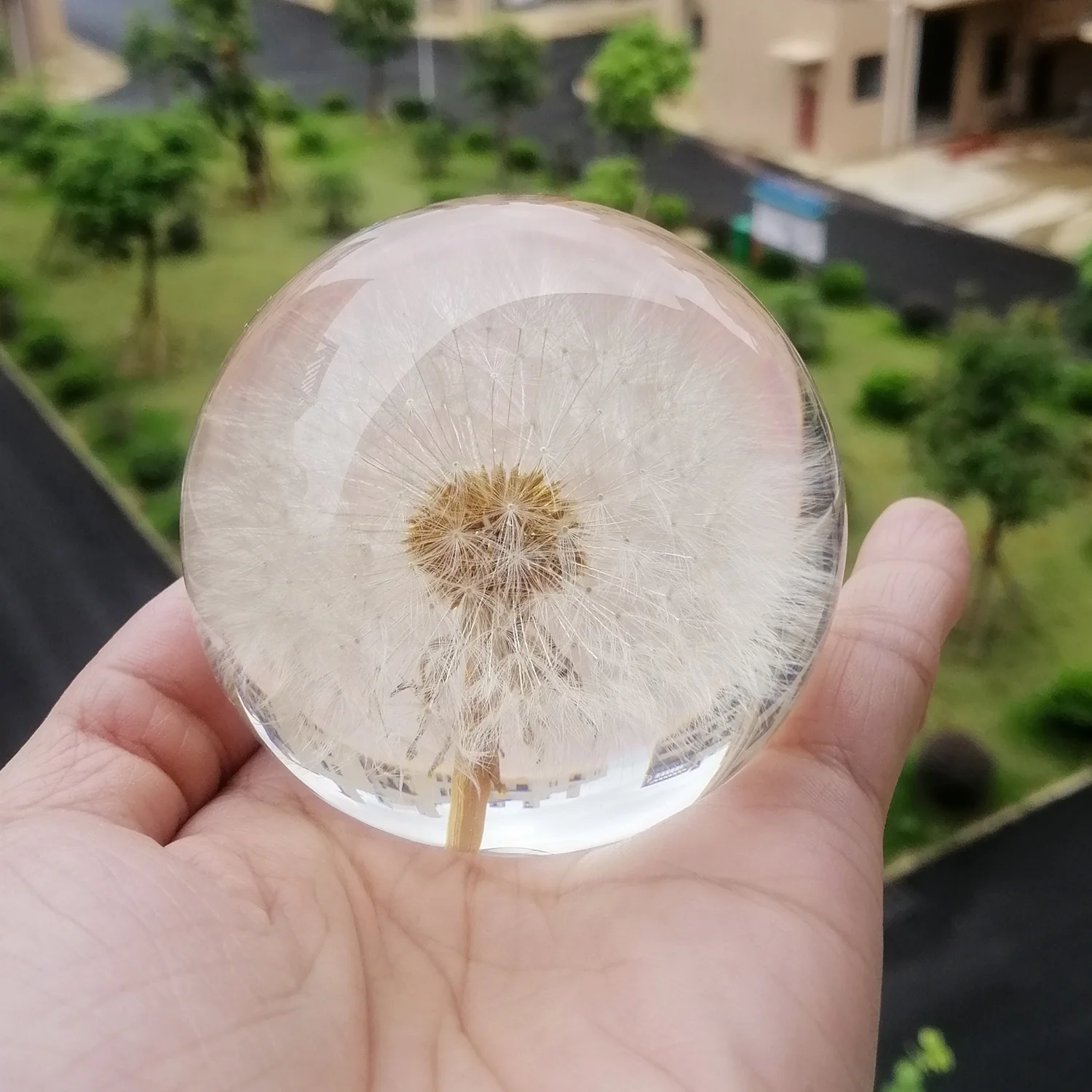 Unique Novelty Gift White Dandelion Paperweight Hand made Resin Globe Floral Crafts Valentine Festival Gift