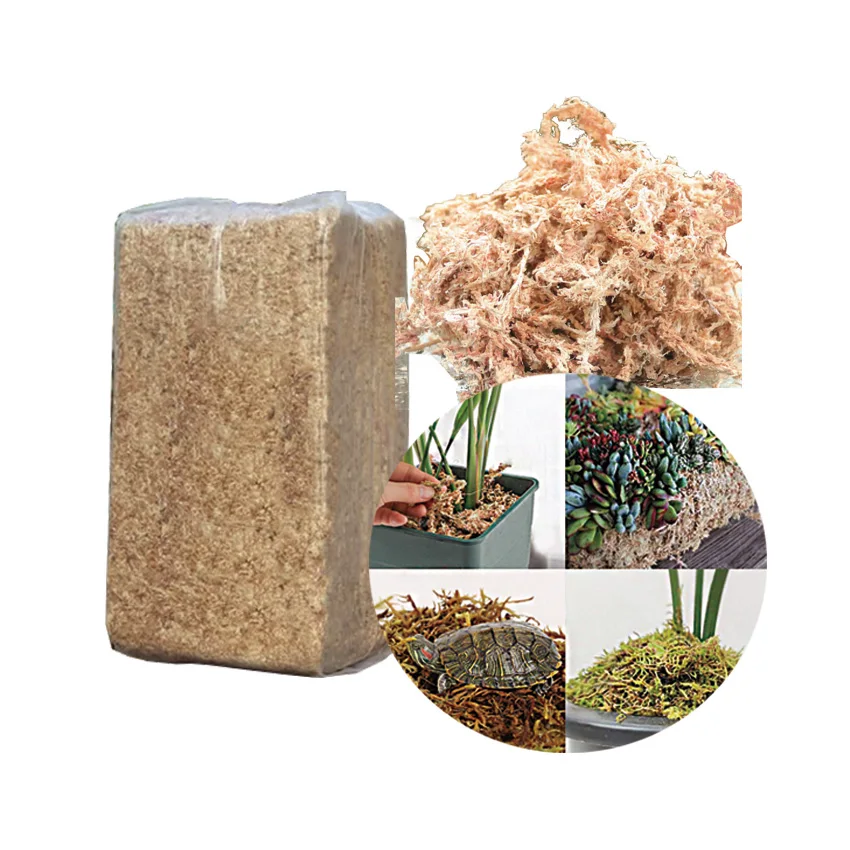 Wholesale Natural Sphagnum Moss New Zealand Raw Green Dried Sphagnum Moss Peat Moss for Plants