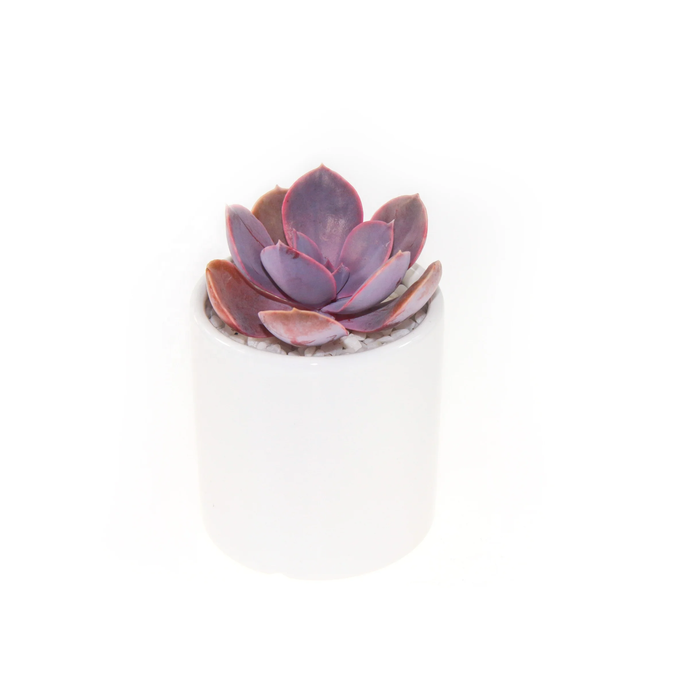 
cute cheap real succulent plants new Echeveria Perle von Nurnberg for indoor home decoration 