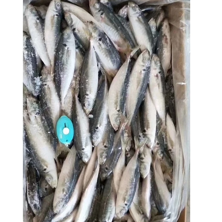 
ready stock High quality 80-125g/pcs frozen round mackerel/ horse mackerel 