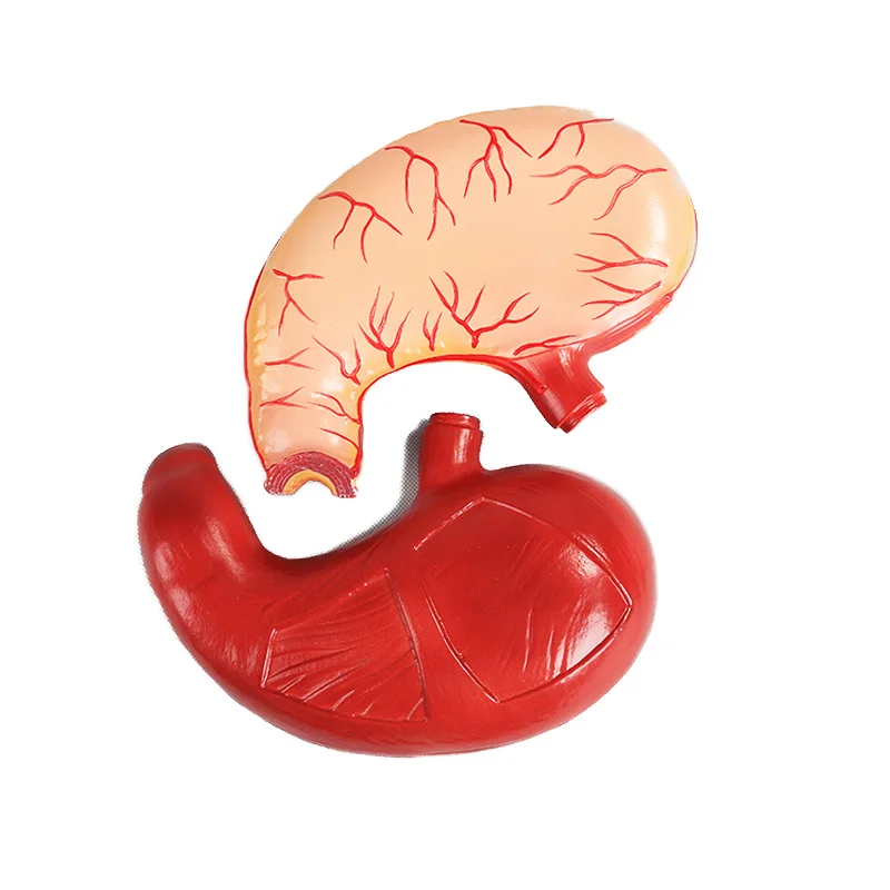 Medical Teaching Anatomical Stomach Model