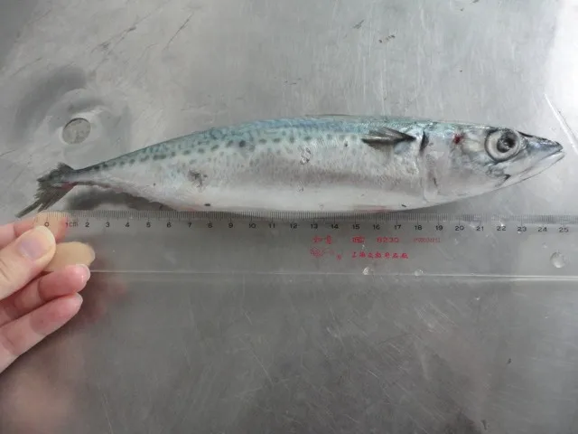 Frozen Seafood Frozen Pacific Mackerel Fish Supplier For Thailand Market