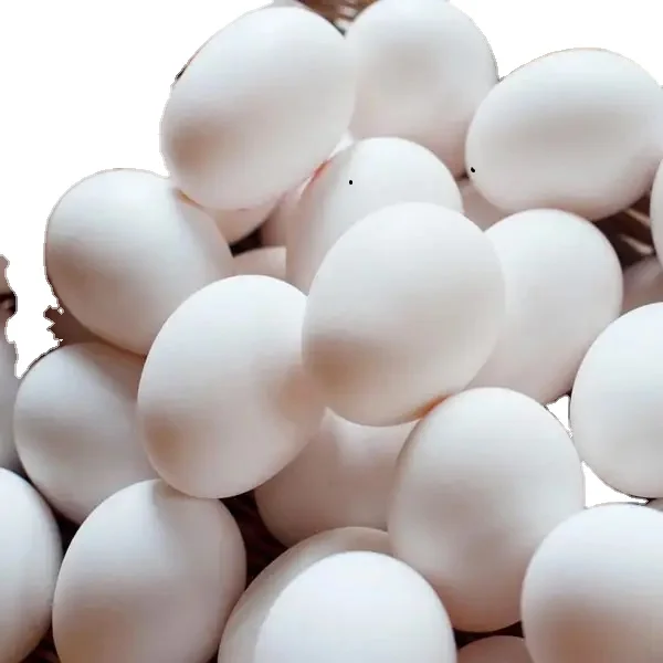 Fresh Brown Table Chicken Eggs Cheap Fresh Chicken Table Eggs Fresh Chicken in bulk Brown Eggs from Brazil