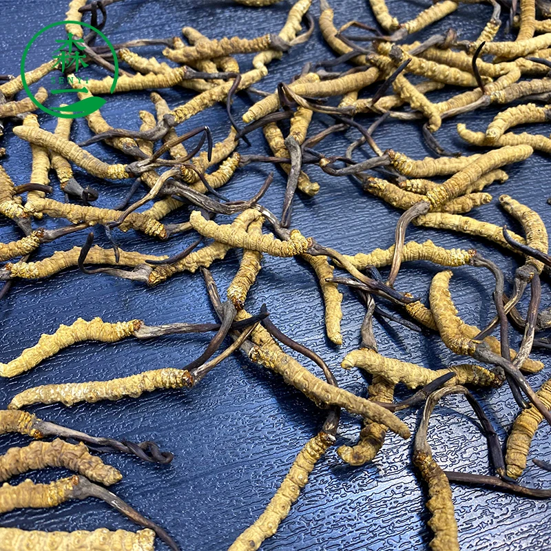 Wild plateau snow Cordyceps Sinensis Tibet Naqu Cordyceps wholesale dry goods