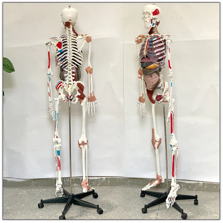 Visceral model of muscle ligament with starting and ending point of muscle in human skeletal model