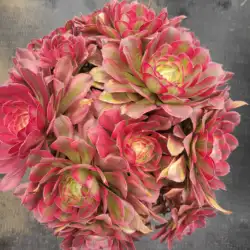 ON011  Aeonium Dancing Beauty Wholesale Customized Mini Artificial Succulent plants Pots For out door echeveria