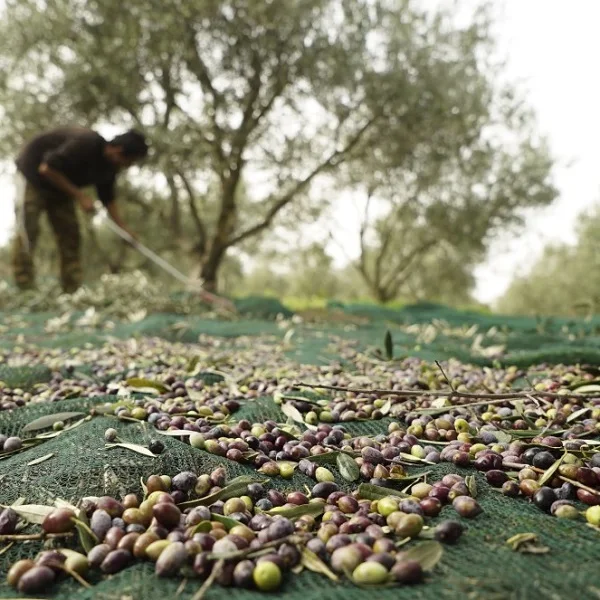 Tunisia Olive Oil Collection Picking Mesh Olive net