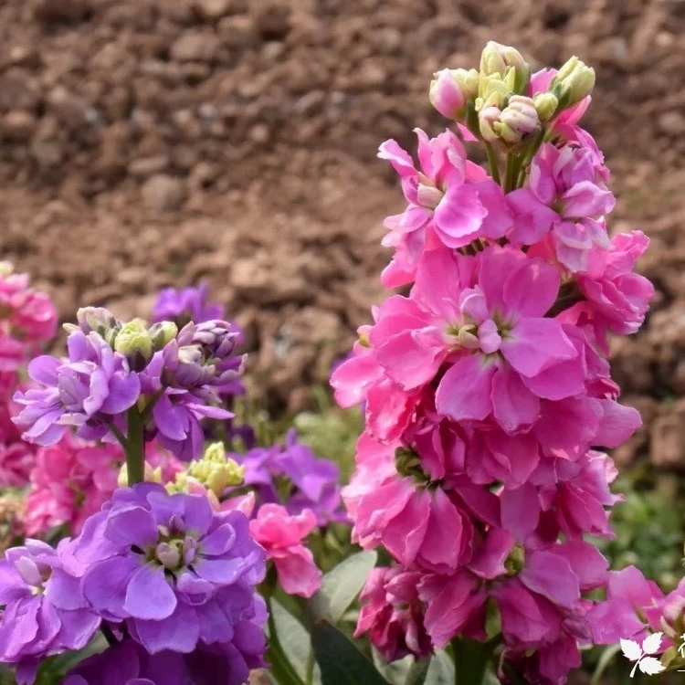В каждой упаковке 30 семян, садовые цветы, восточные фиолетовые, в наличии, цветочные семена A001