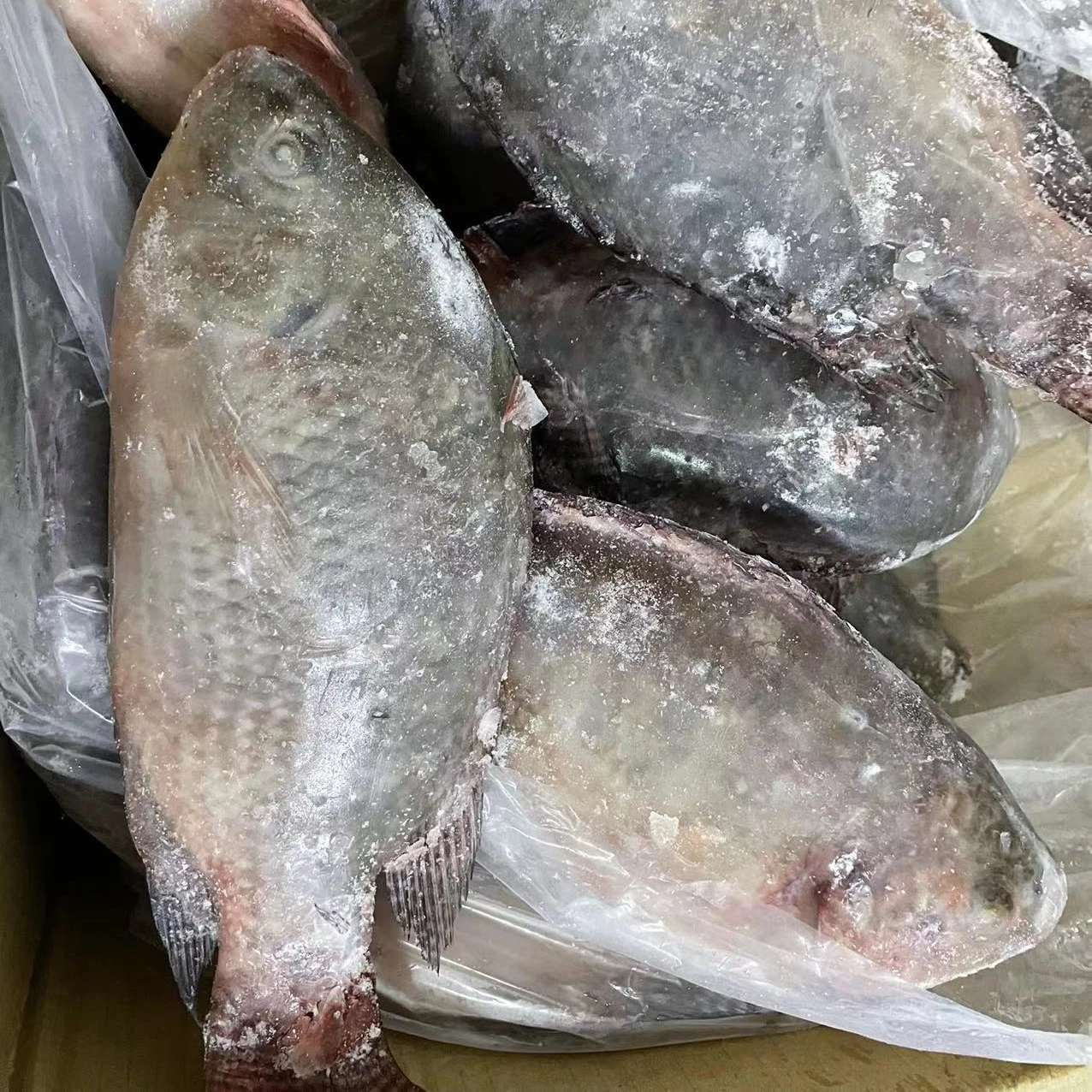 Свежий и быстрозамороженный Тилапия различные характеристики картонная