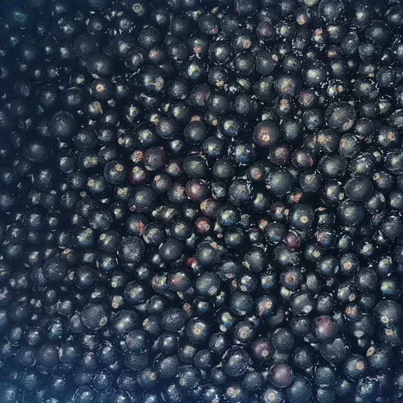 IQF Frozen Black Current China Origin Blackcurrant For Export Frozen Black Currants