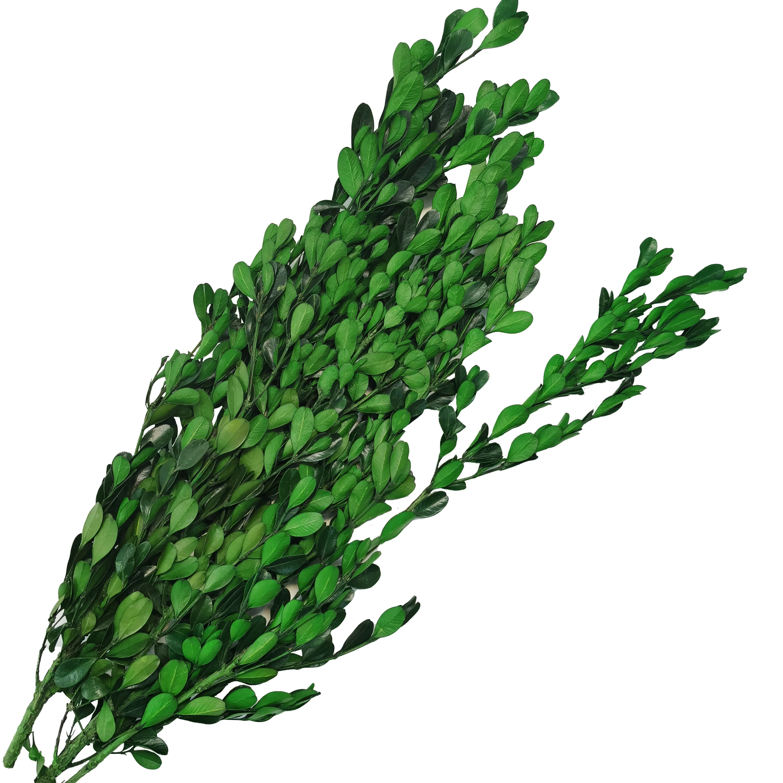 Консервированные листья Buxus Sinica самшита зеленый лист сушеные цветы DIY гирлянда материалы Цветочная композиция