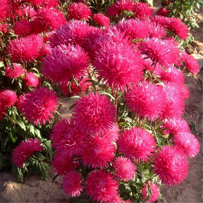 Cui ju Higher germination aster flower seeds for sale