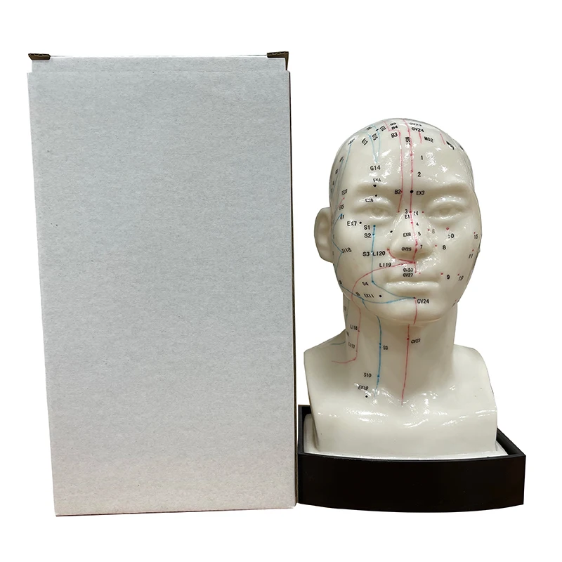 Shopping Extravaganza High Quality Medical Use Acupuncture Model Head Acupuncture Model Instructional Acupoint Teaching Model
