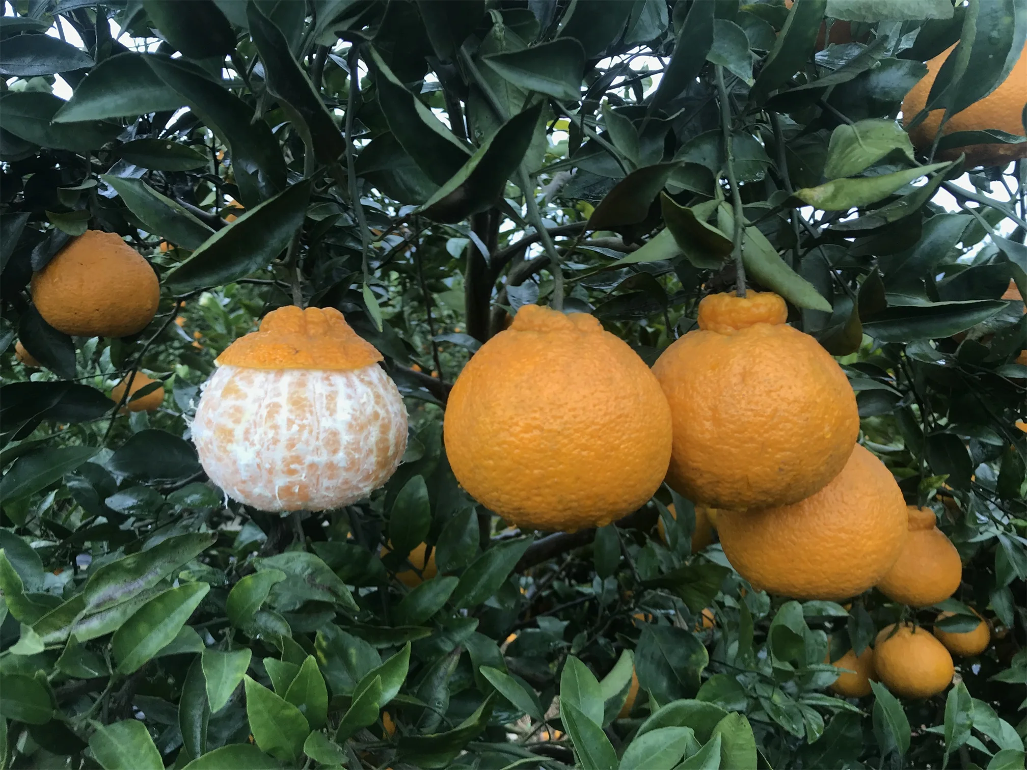 Wholesale Delicious Sweet Fresh Citrus Fruit Fresh Oranges Navel Orange For Sale