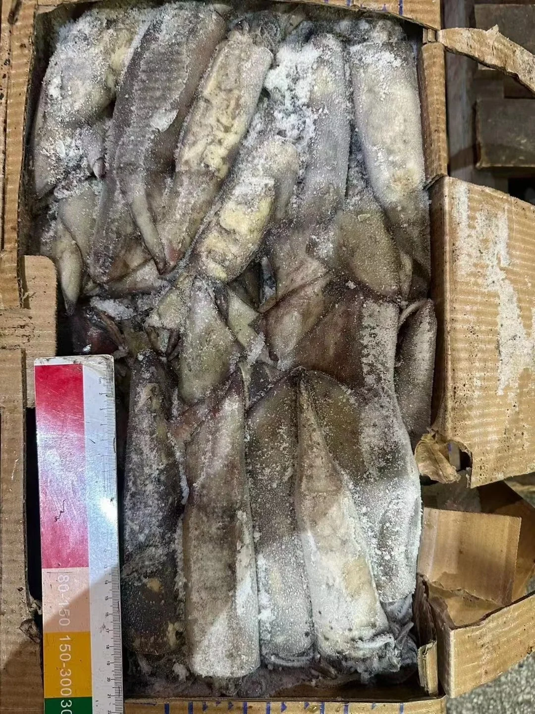 High Quality 100 - 300g Frozen Indian Squid Whole Round Wholesale Origin China