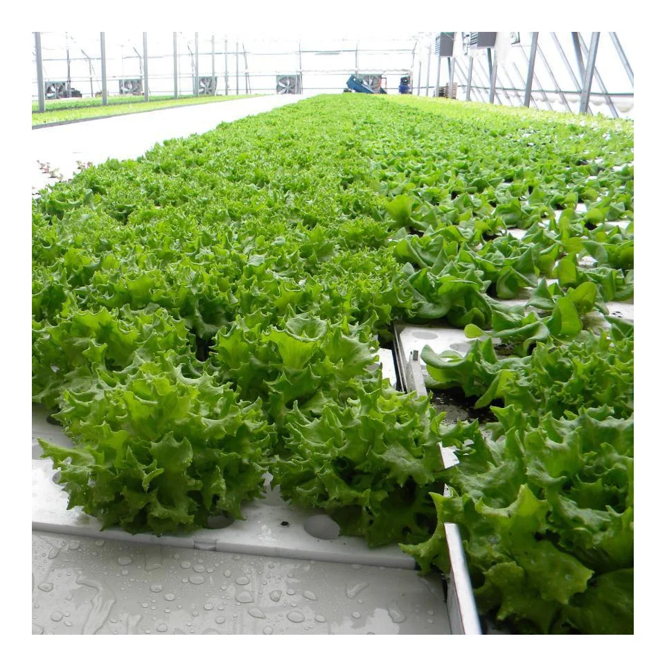 High Quality NFT Growing Trays Hydroponic Fodder System Used For Greenhouse