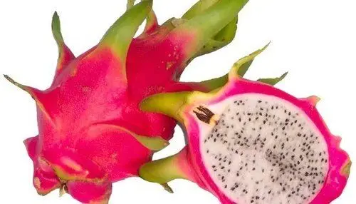 
Hot Product fresh dragon fruit Vietnam wholesales Price Dragon Fruit Price in Bulk dragon fruit vietnam 