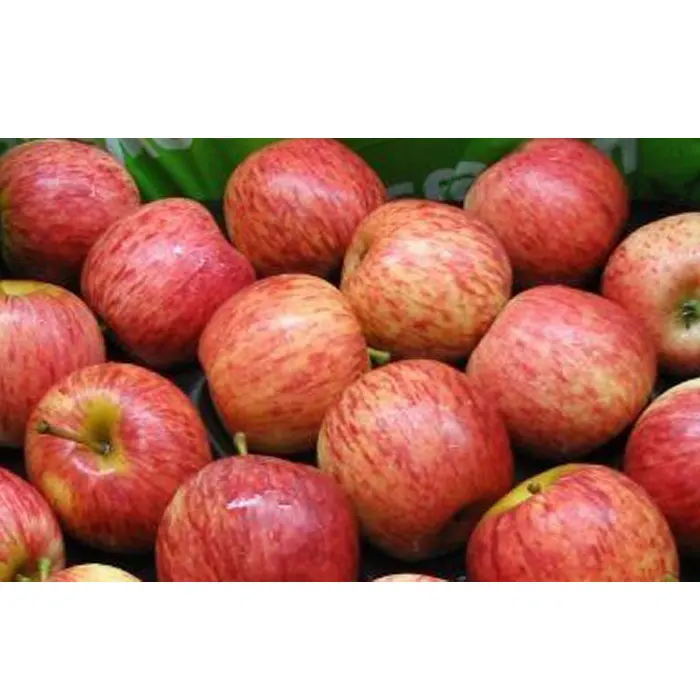 High Quality New Season Fresh Royal Gala Red Apples for sale