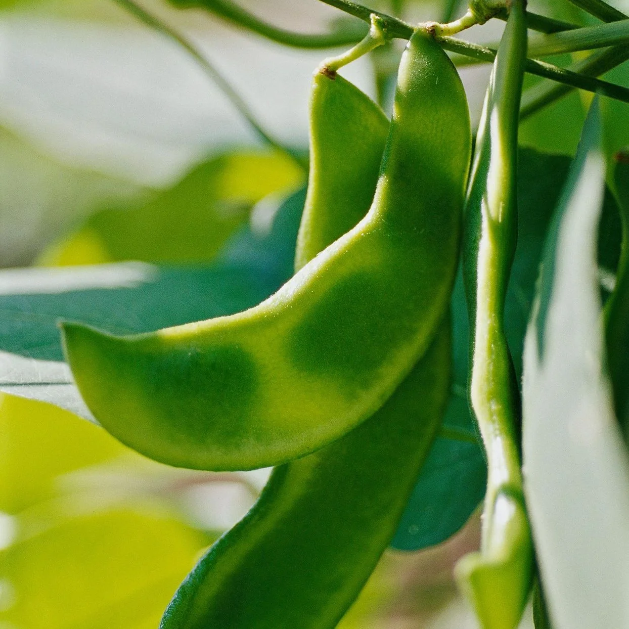 high quality selected lima beans