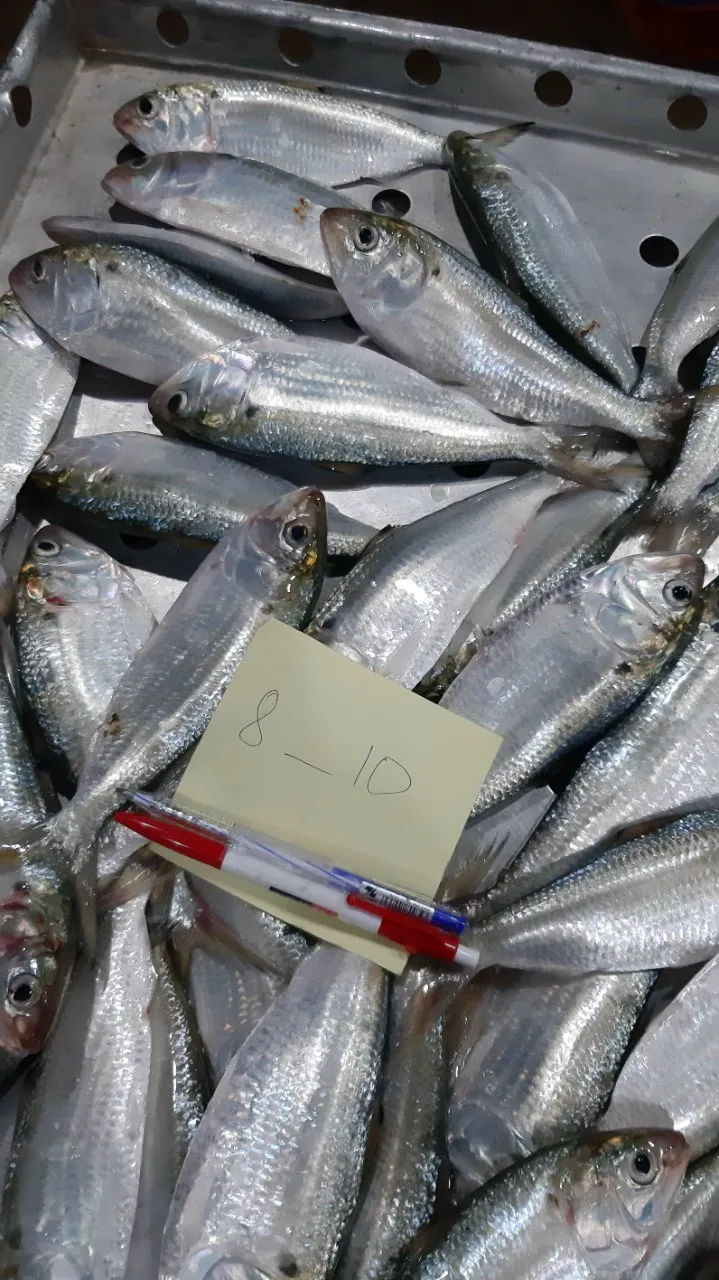 Замороженная рыба Hilsa недорогая в горошек садок Бонито Whatsapp 0084