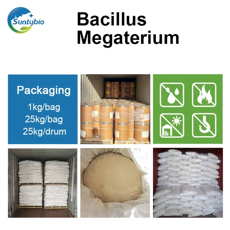 2024 Feed Fertilizer Efficiency Improvement Bacillus Megaterium Megatherium