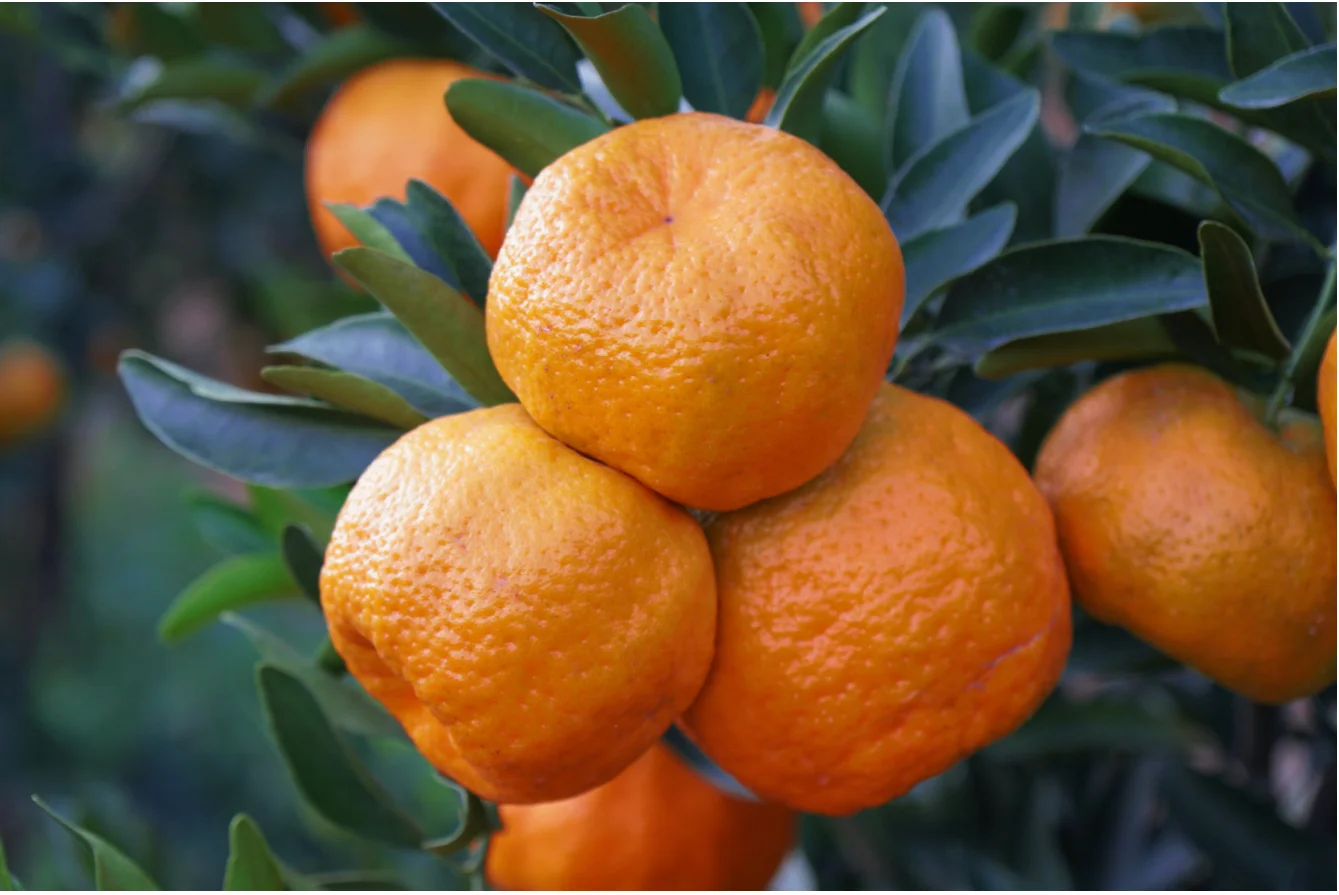 Fresh citrus fruits Navel oranges mandarin fruits wholesale top China citrus mandarin orange