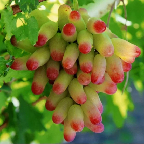 
Высокая производительность, 3 года, привитые Малиновые саженцы винограда для посадки 